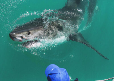 Fellengtours Shark Diving Tour Closeup