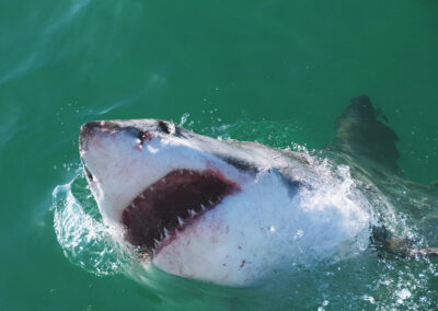 Great White Shark Diving with Fellengtours in Capetown