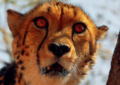 Cheetah in the Kruger National Park with Fellengtours