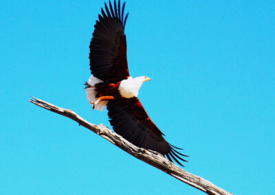 Eagle Captured on tour with Fellengtours in Kruger National Park