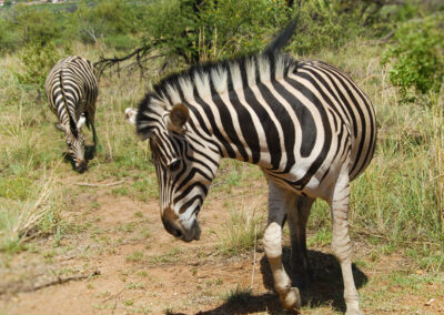 Zebra Captured while on Victoria Falls Tour with Fellengtours