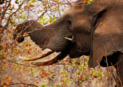 Elephant in Kruger National Park with Fellengtours