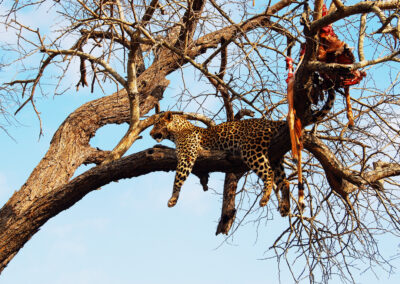 Leopard with Kill in Kruger National Park with Fellengtours