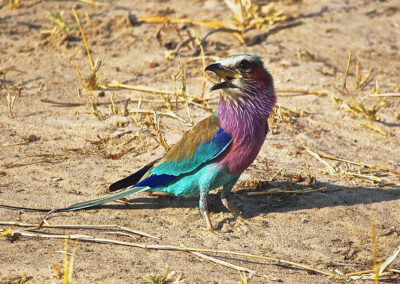 Lilac Breasted Roller in Victoria Falls with Fellengtours